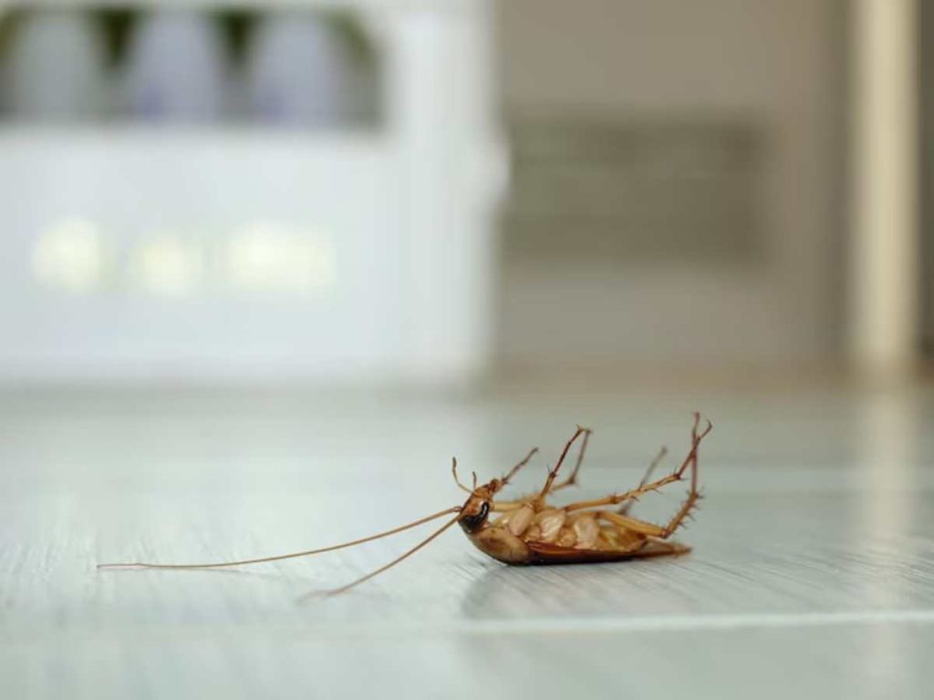 Cucarachas en casa