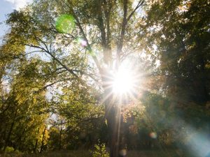Ambientes iluminados con luz solar podrían favorecer la salud metabólica.