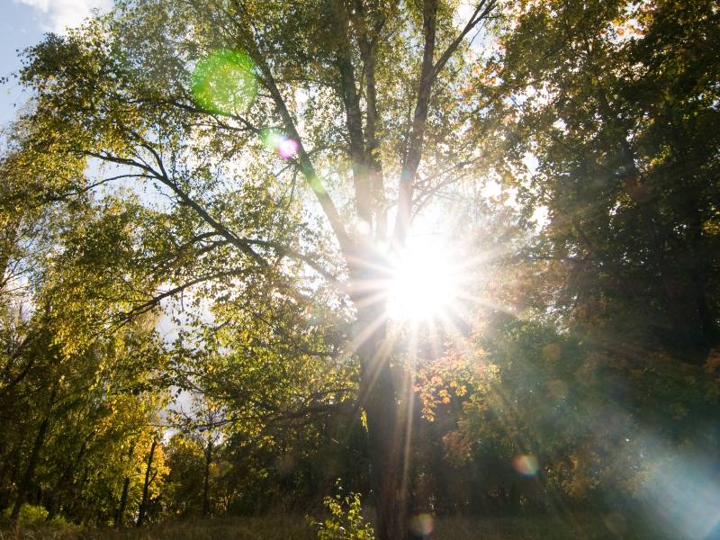 Ambientes iluminados con luz solar podrían favorecer la salud metabólica.
