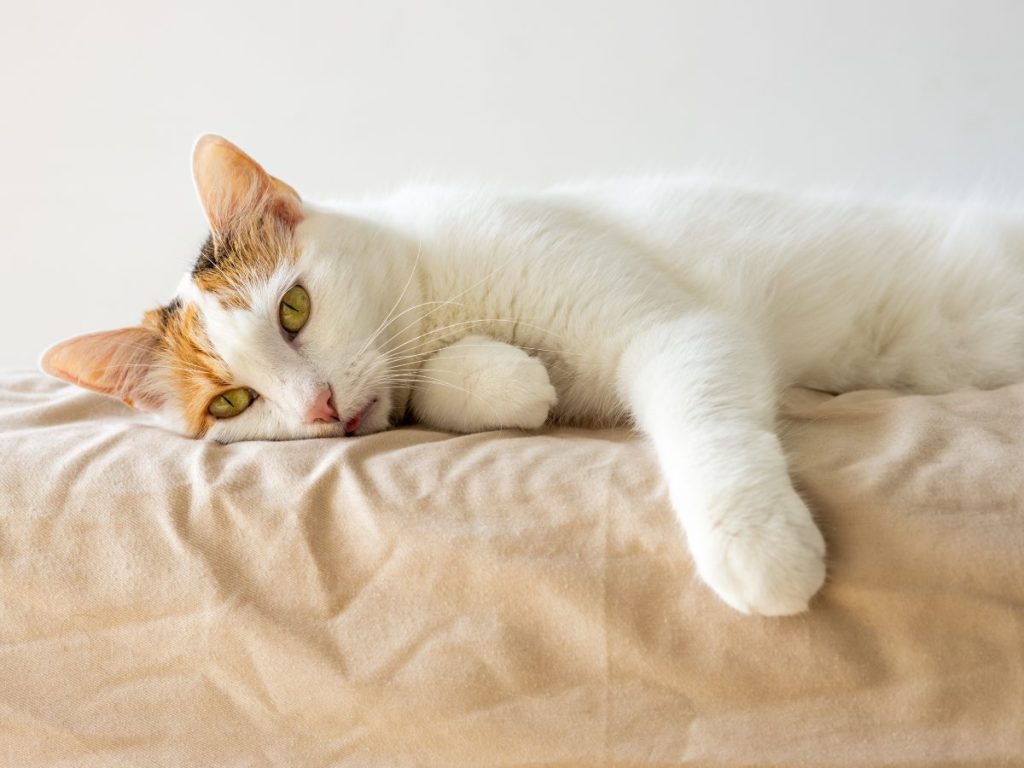 La panleucopenia felina es una enfermedad viral grave que está afectando a gatos en El Salvador, con alta mortalidad si no se trata a tiempo.