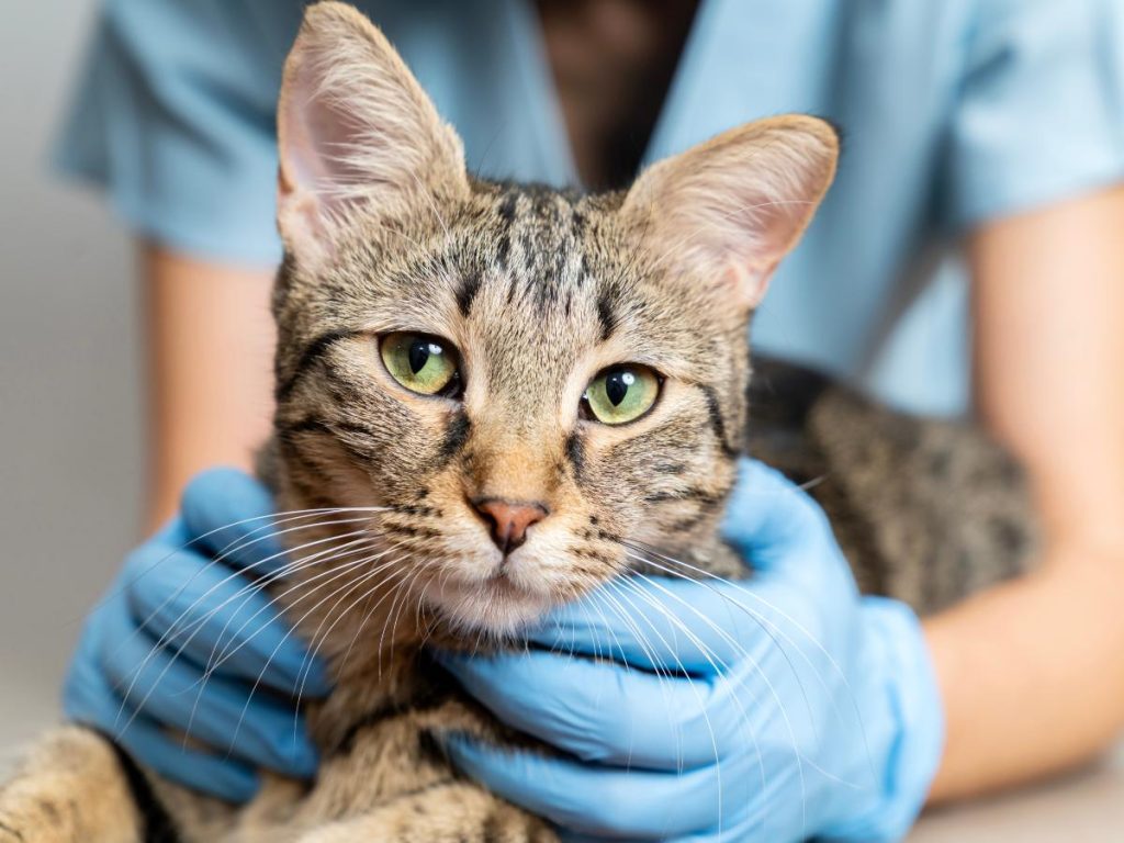 Vacunar, mantener la higiene y acudir al veterinario ante los primeros síntomas son claves para prevenir contagios y salvar vidas felinas.