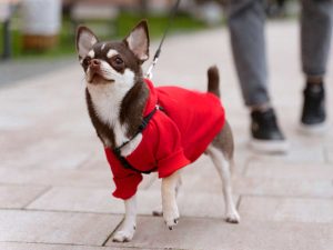 Los riesgos silenciosos que enfrentan los perros por el frío y cómo cuidarlos