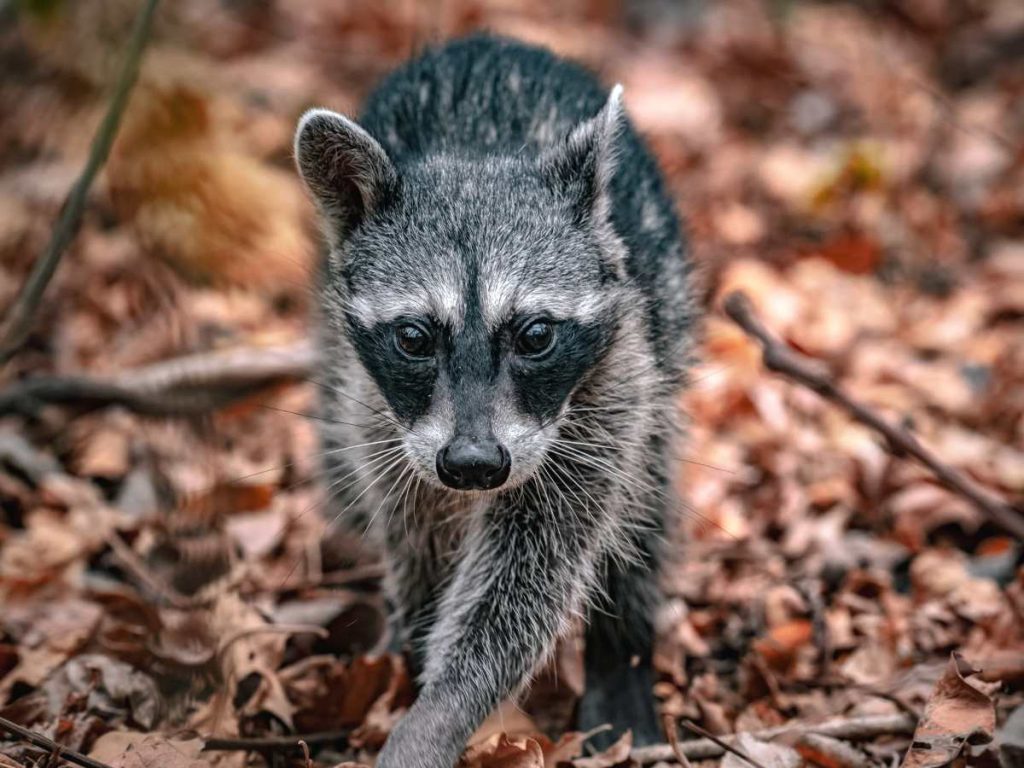 Las autoridades recomiendan no acercarse ni intentar capturar animales silvestres que ingresen a viviendas.