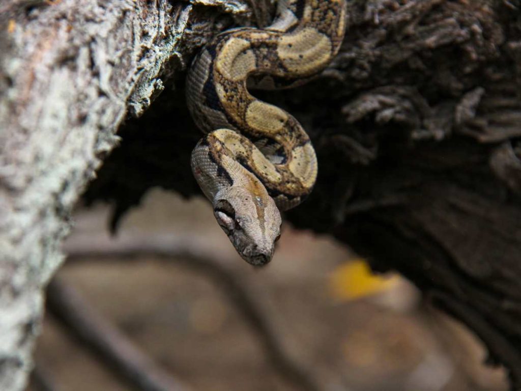 Ante la presencia de una serpiente, se debe mantener la distancia y avisar a las instituciones correspondientes.