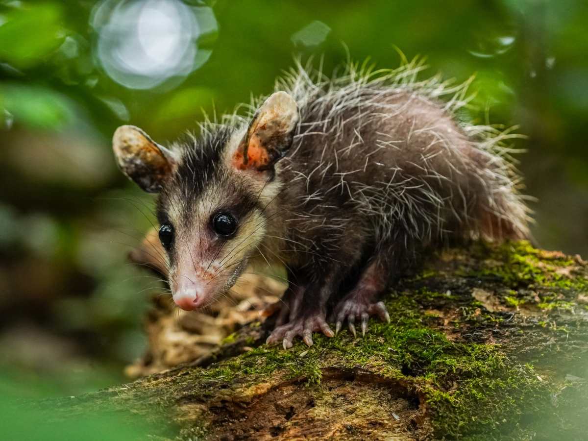 La presencia de tacuazines y mapaches en zonas urbanas se ha vuelto más frecuente debido a la búsqueda de alimento y refugio.