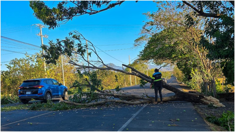 Árbol caído sobre la carretera Litoral, a la altura del desvío a La Hachadora, fue retirado por Protección Civil.