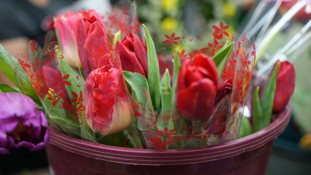 Los tulipanes pueden encontrarse desde aproximadamente $10, según comerciantes.