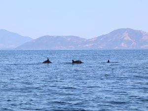 Mamíferos marinos nadan frente a la costa salvadoreña, recordando la riqueza natural que impulsa iniciativas de turismo consciente como Salvad a las Ballenas.