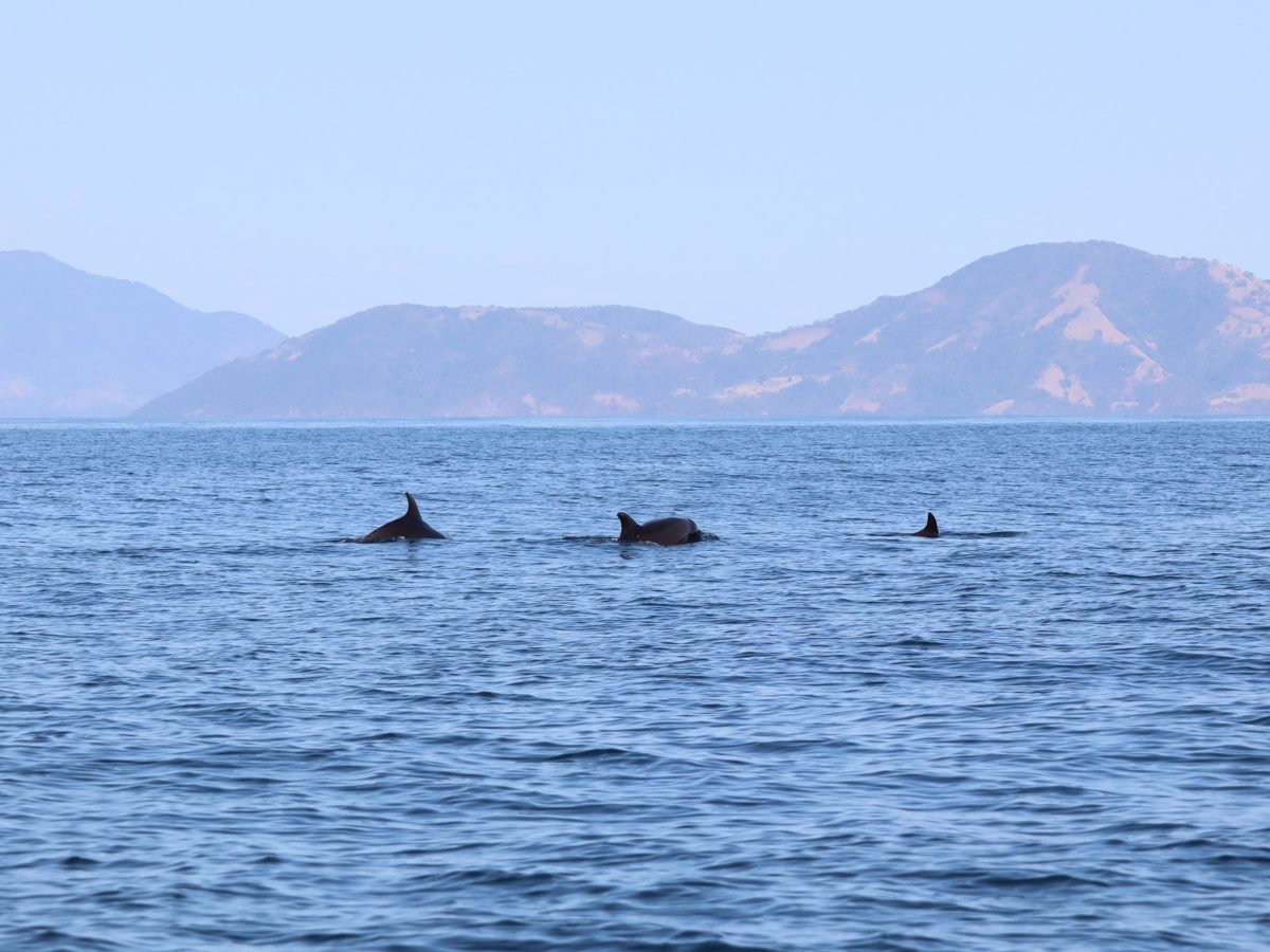 Mamíferos marinos nadan frente a la costa salvadoreña, recordando la riqueza natural que impulsa iniciativas de turismo consciente como Salvad a las Ballenas.
