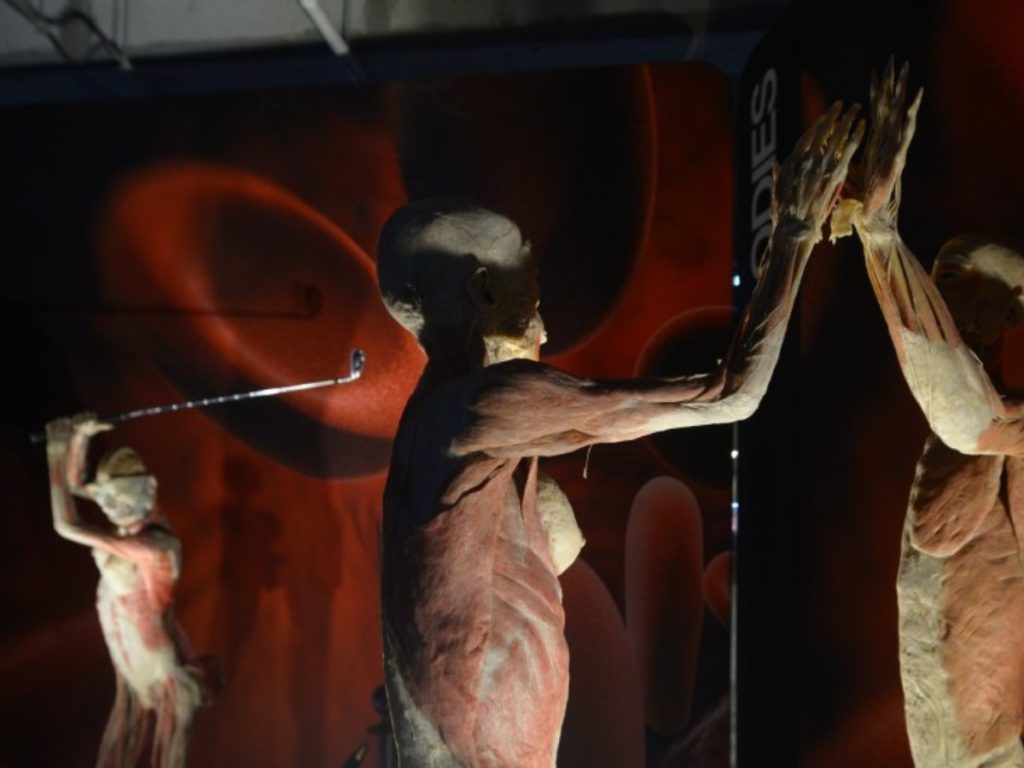 La exposición «Bodies» presenta cuerpos humanos reales tratados mediante plastinación, con el objetivo de explicar de forma visual la anatomía y sus sistemas. Fotografía/ elsalvador.com