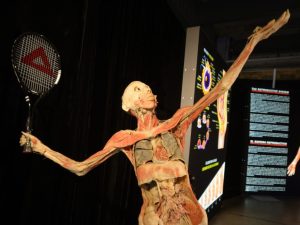 cultura-bodies-exposicion-cientifica