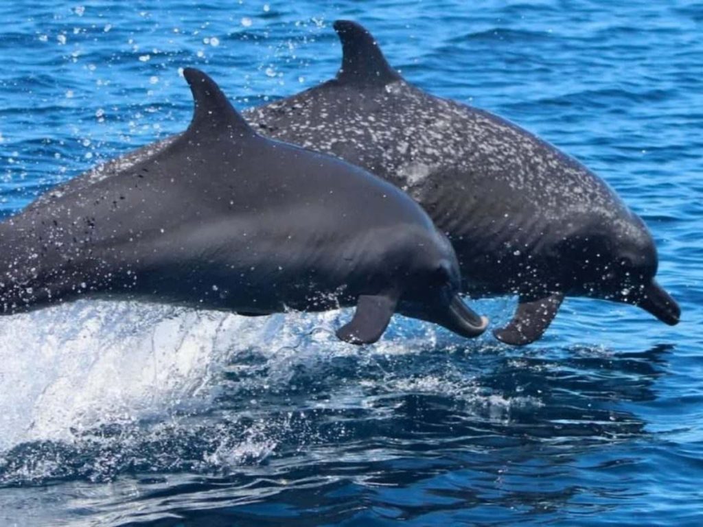 Delfines saltan en aguas del Pacífico salvadoreño, símbolo de la vida marina que el festival Salvad a las Ballenas busca proteger desde Surf City.