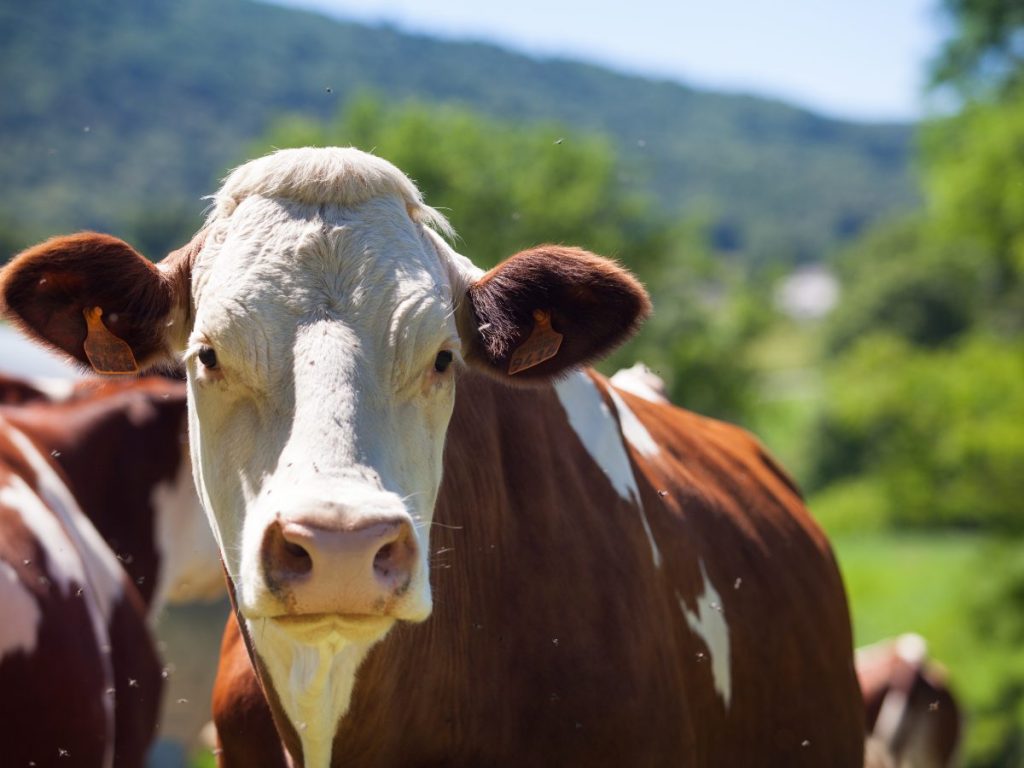 Productores supervisan ganado de alta calidad en campo abierto, en un entorno que combina tradición, tecnología y mejora genética.