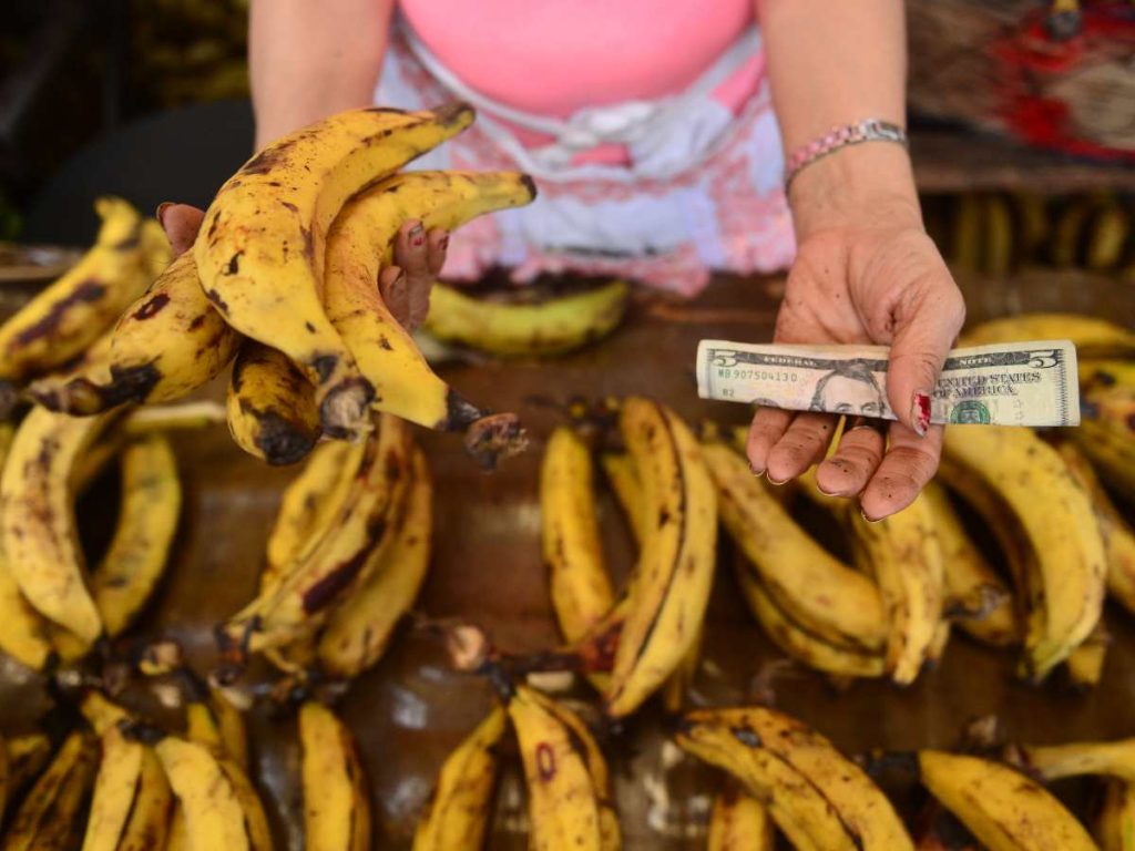 Plátanos disponibles en mercados y puntos de distribución del país, según autoridades del MAG.
