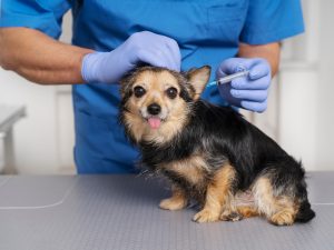 Campaña nacional de vacunación gratuita para la rabia para mascotas en El Salvador. Fotografía/ Freepik