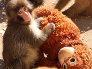 internacional-punch-monito-viral