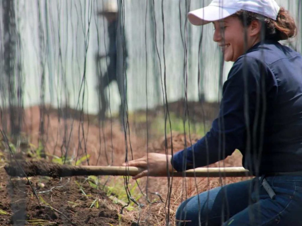 • Más de 150,000 productores agropecuarios serán beneficiados a nivel nacional.