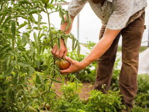 El viceministro de Agricultura, Óscar Domínguez, informó sobre la inversión de $87.5 millones destinada al sector agropecuario en 2026.
