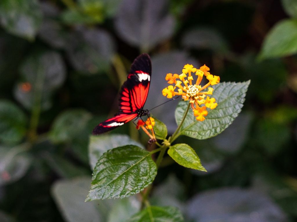 La riqueza natural se concentra en cada rincón del territorio, donde bosques, agua y vida silvestre conviven en un equilibrio extraordinario.