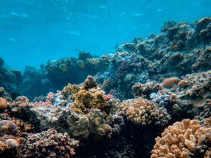 El Salvador realizará estudios científicos para diagnosticar el estado de sus arrecifes