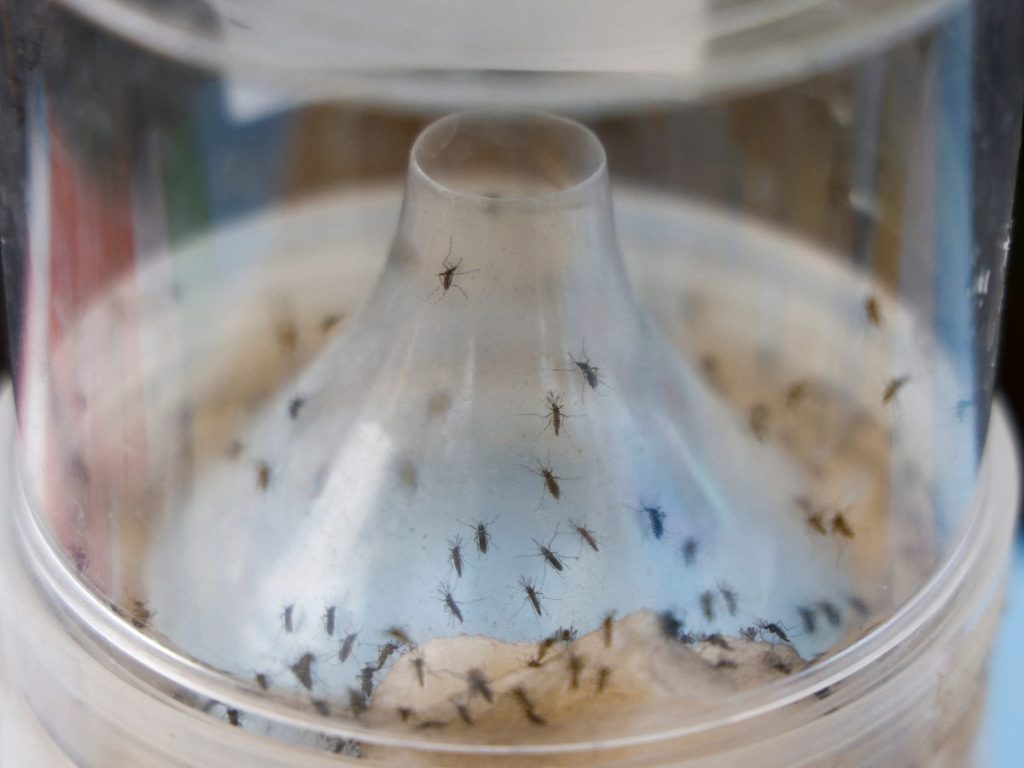 El mosquito Aedes aegypti es el principal transmisor del chikungunya en las Américas.