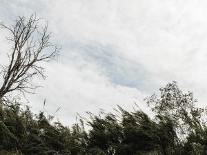 Ráfagas intensas podrían provocar caída de árboles y daños en infraestructura.