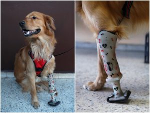 De no caminar a tener esperanza: prótesis para perros cambian vidas en El Salvador