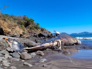 Una ballena de 20 metros aparece varada en costa salvadoreña
