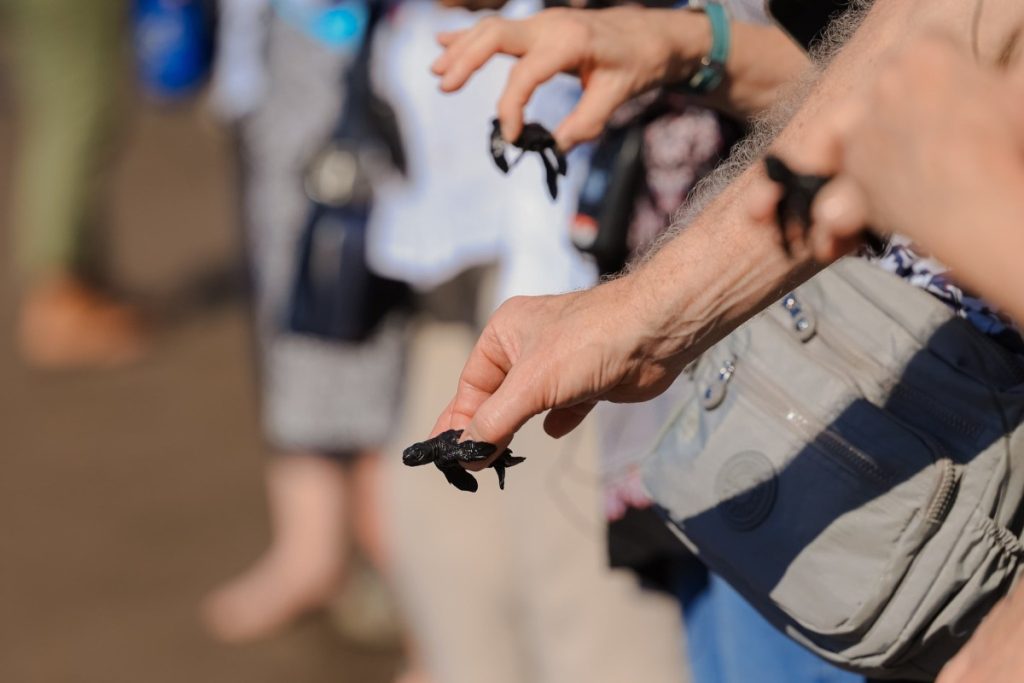 En Punta Chiquirín, los visitantes también participaron en la liberación de tortugas, una experiencia que destacó nuestra riqueza natural. 