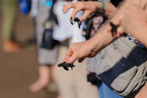 En Punta Chiquirín, los visitantes también participaron en la liberación de tortugas, una experiencia que destacó nuestra riqueza natural.