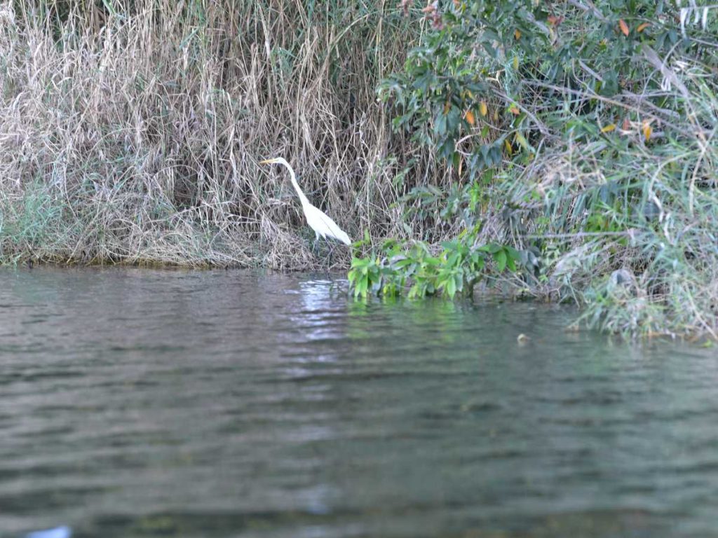 La fauna en la Laguna de Aramuaca. Foto Miguel Lemus