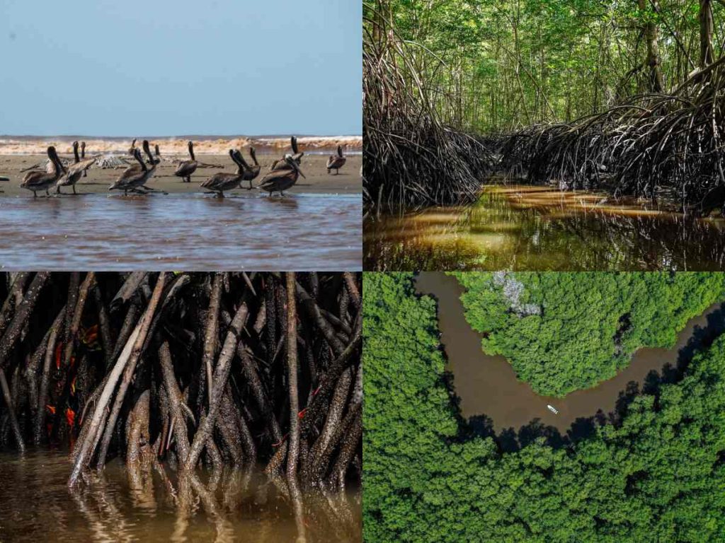 Entre canales y bosque salado, los restaurantes flotantes de La Paz combinan sabor, naturaleza y tradición en un entorno único de El Salvador.