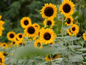 El festival combina naturaleza, gastronomía y actividades para todas las edades. Foto: Michelle Parada.