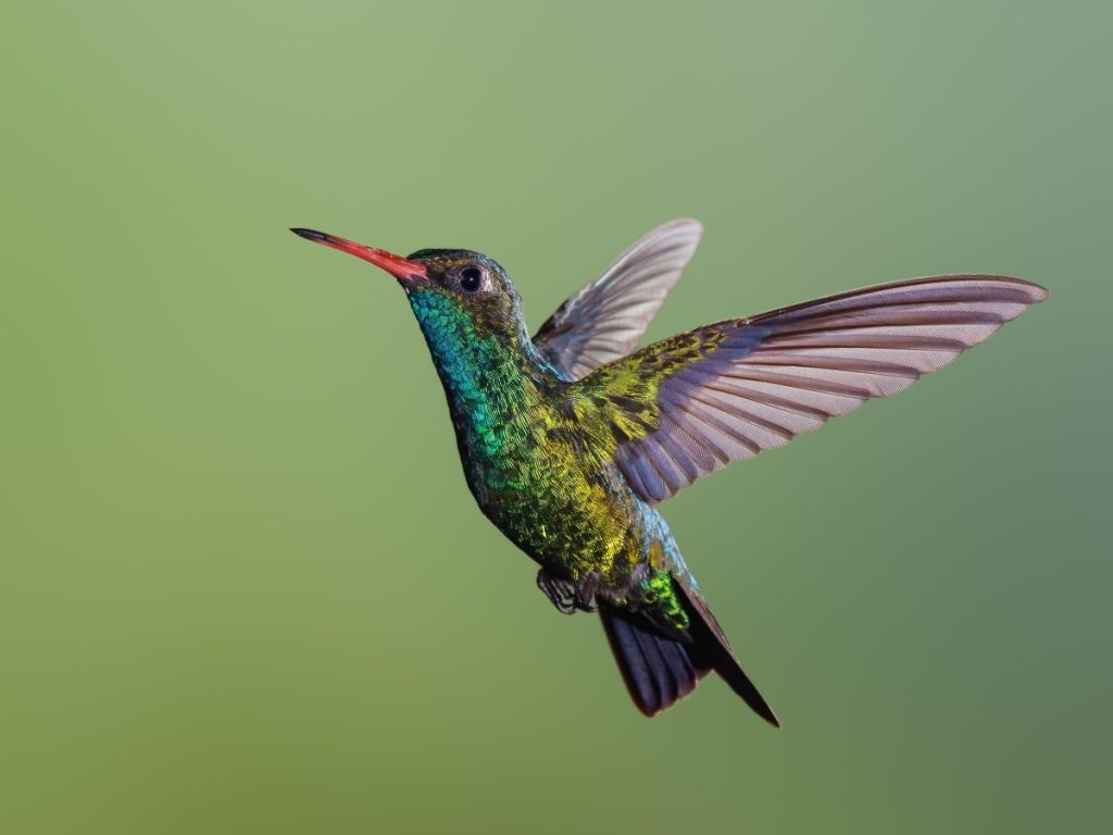 El 14 de marzo de 2026, familias y observadores podrán sumarse al Centroamérica Big Day en áreas naturales de El Salvador con enfoque en buenas prácticas.