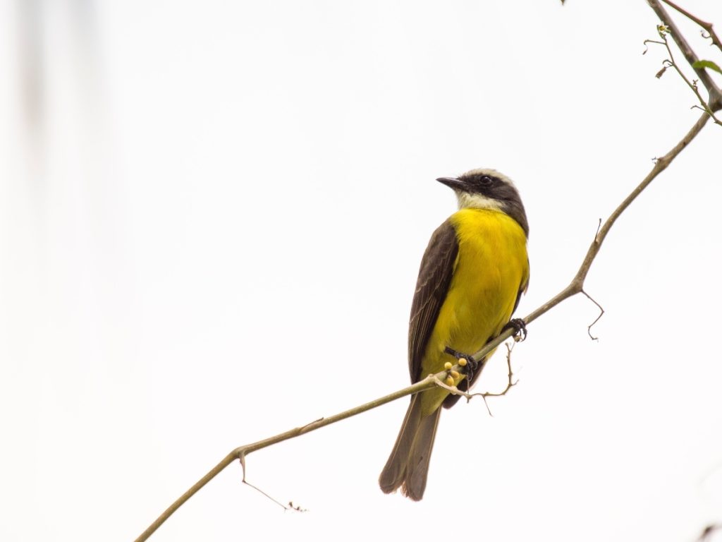 El Centroamérica Big Day 2026 promueve el registro de especies nativas y migratorias para fortalecer el aviturismo y la ciencia ciudadana en El Salvador.