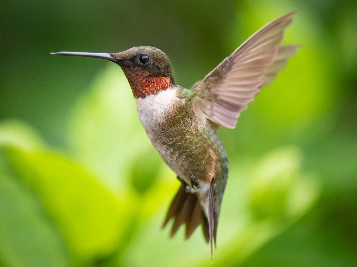 ¿Quiere atraer colibríes a su jardín? Estas son las plantas que los expertos recomiendan