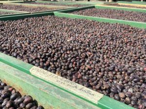 dinero-y-negocios-cafe-de-el-salvador (5)