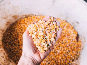 MAG fija precio del maíz en $22 por quintal