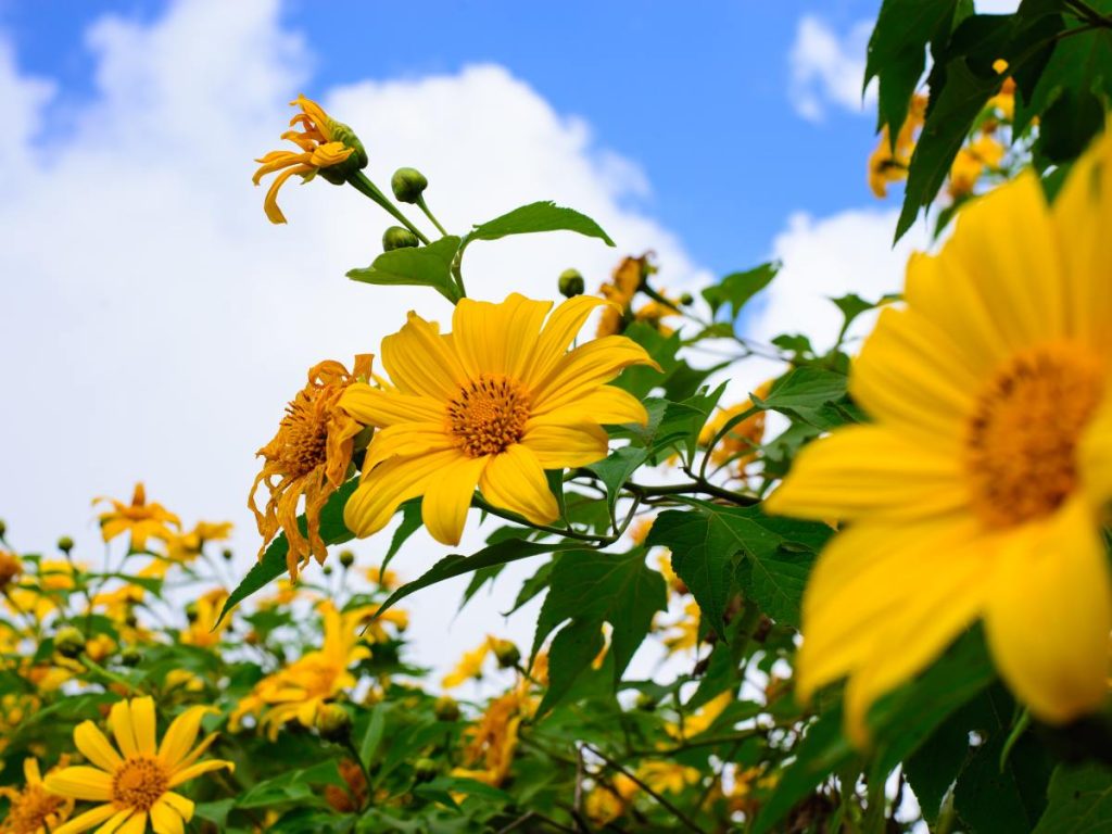 Visitar granjas y espacios naturales permite vivir de cerca la tradición de las flores amarillas y fomentar el turismo interno.