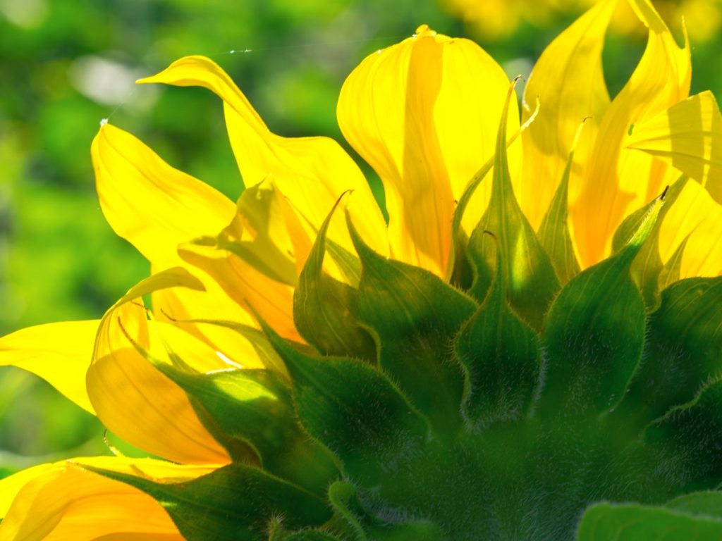 Los girasoles se convierten en protagonistas este 21 de marzo, una fecha que celebra el amor, la esperanza y los nuevos comienzos.