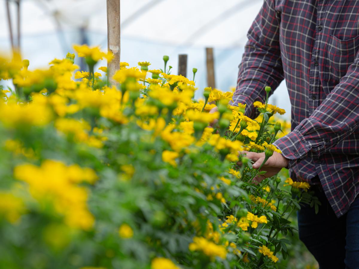 gardener keeping Marigold flower in field