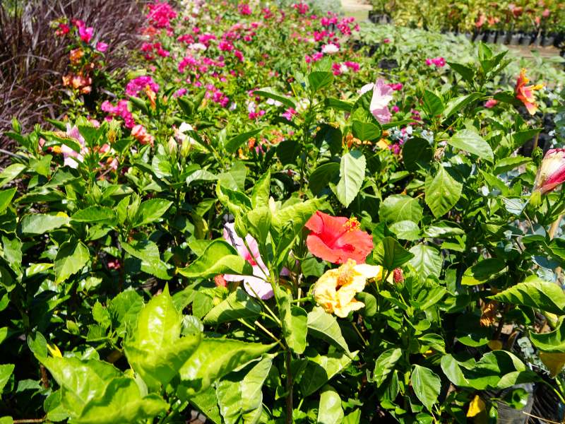 Más allá de los girasoles, el vivero ofrece una gran variedad de plantas.