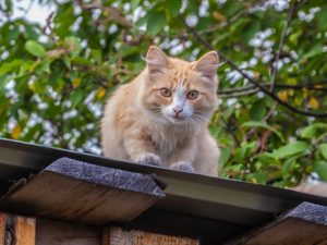 El reflejo de enderezamiento permite a los gatos orientarse en el aire en milisegundos, combinando percepción espacial y control corporal preciso.