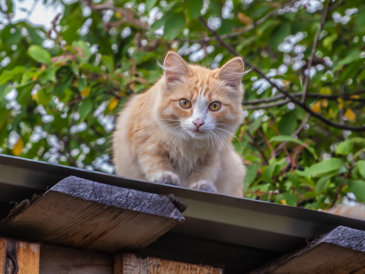 El reflejo de enderezamiento permite a los gatos orientarse en el aire en milisegundos, combinando percepción espacial y control corporal preciso.