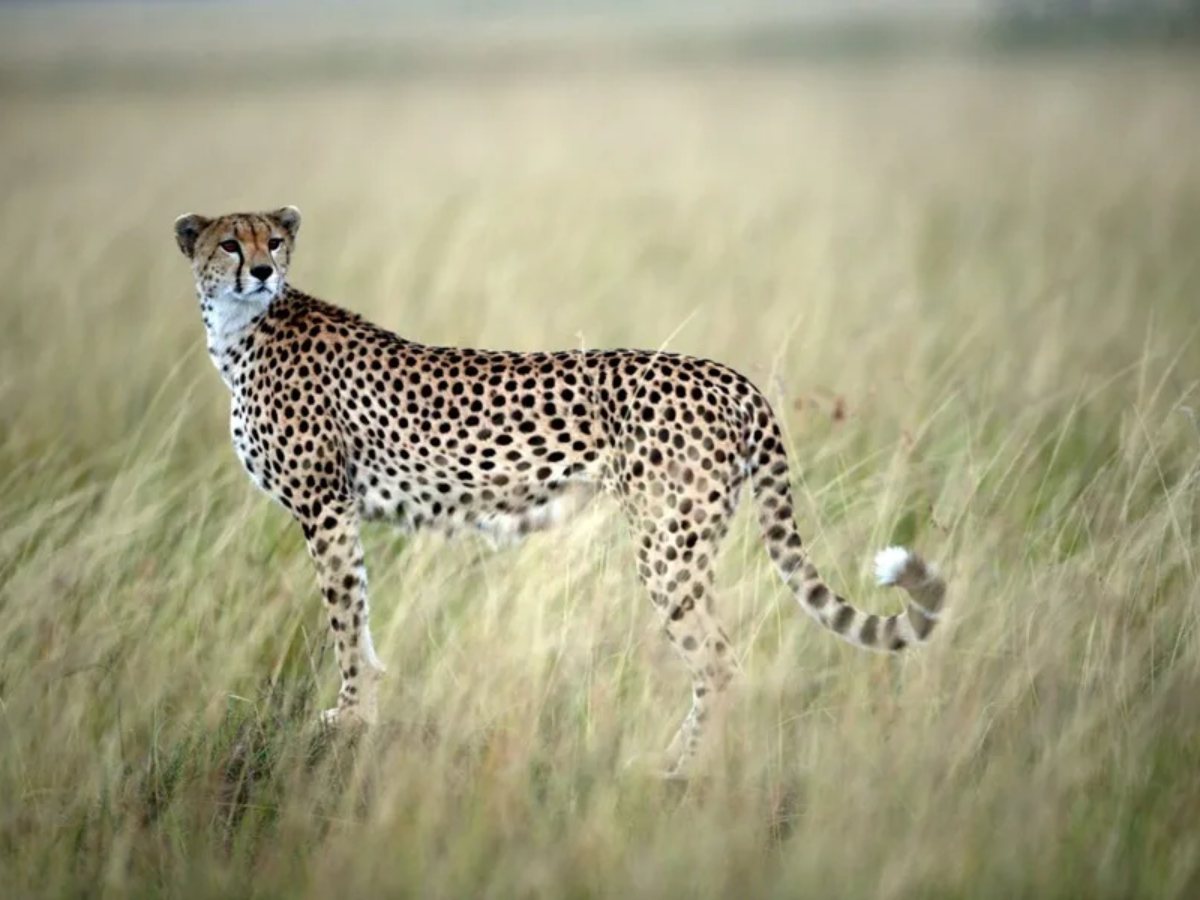 Fotografía de archivo de un guepardo en la reserva Masai Mara. EFE/STEPHEN MORRISON