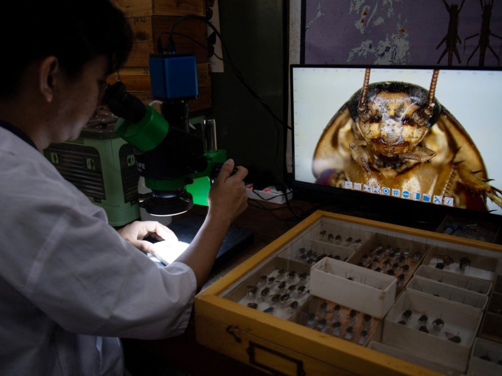 Cristian Lucanas, entomólogo de la Universidad de Filipinas Los Baños, observa un espécimen de cucaracha con un microscopio en un laboratorio universitario al sur de Manila. 