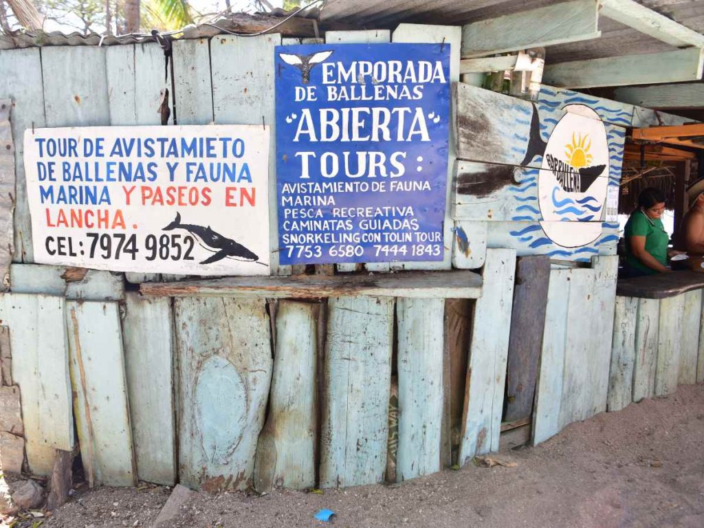 En Los Cóbanos se ofrecen tours como avistamiento de fauna marina, snorkel y pesca, experiencias guiadas que complementan la visita a la playa.