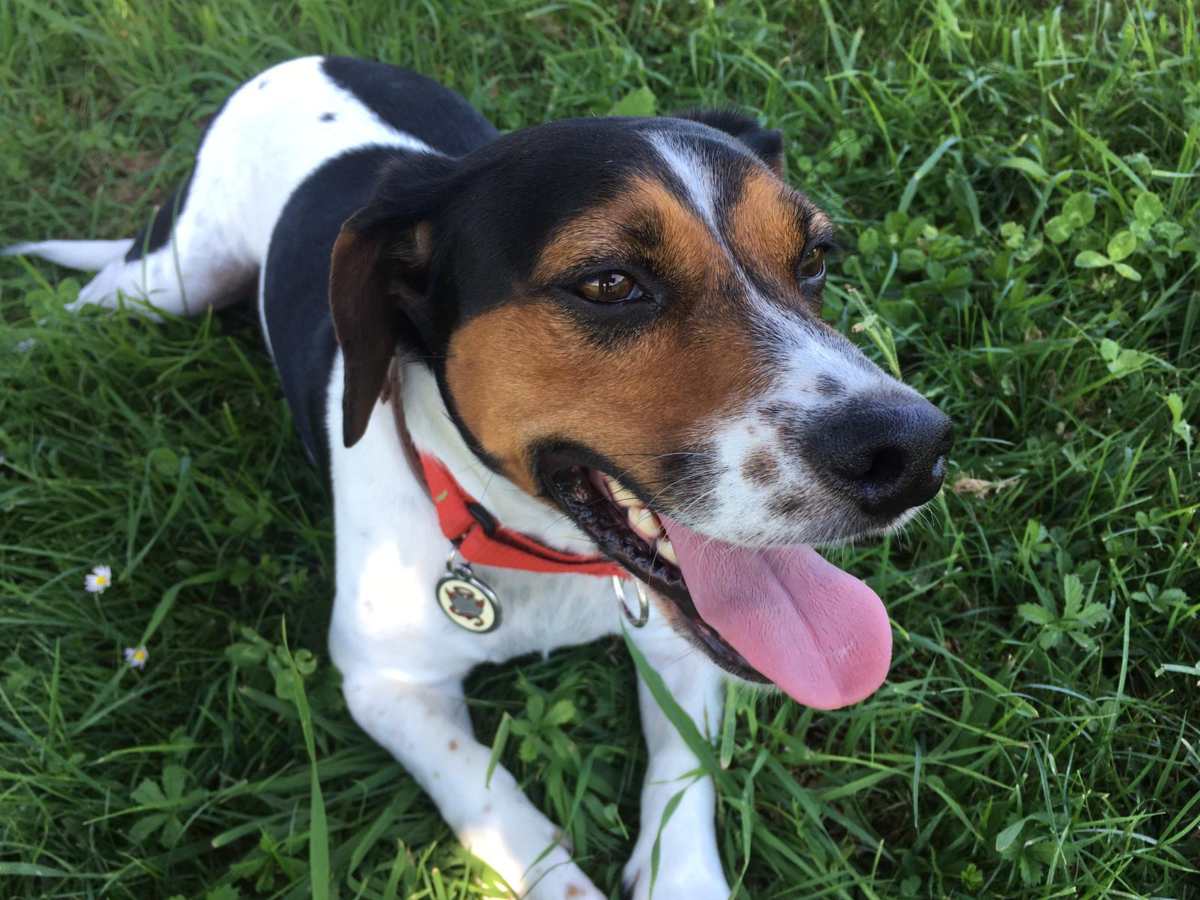 mascota-animales-perros-italia-ley