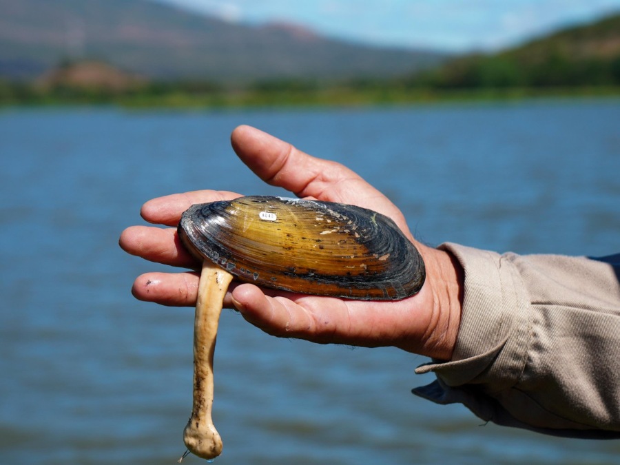 El estudio se enfoca en dos especies poco investigadas y en peligro de extinción: Nephronaias goascoranensis (lempita) y Mycetopoda subsinuata (hacha)