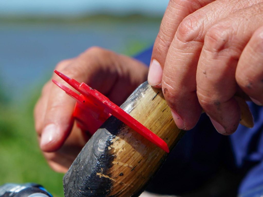Los investigadores extraen, miden y marcan cada ejemplar para analizar su crecimiento, longevidad y comportamiento poblacional.